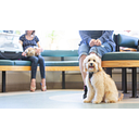 Orwell Veterinary Group logo